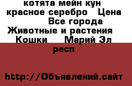 котята мейн кун, красное серебро › Цена ­ 30 - Все города Животные и растения » Кошки   . Марий Эл респ.